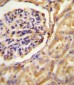 GNAT2 Antibody (Center)
